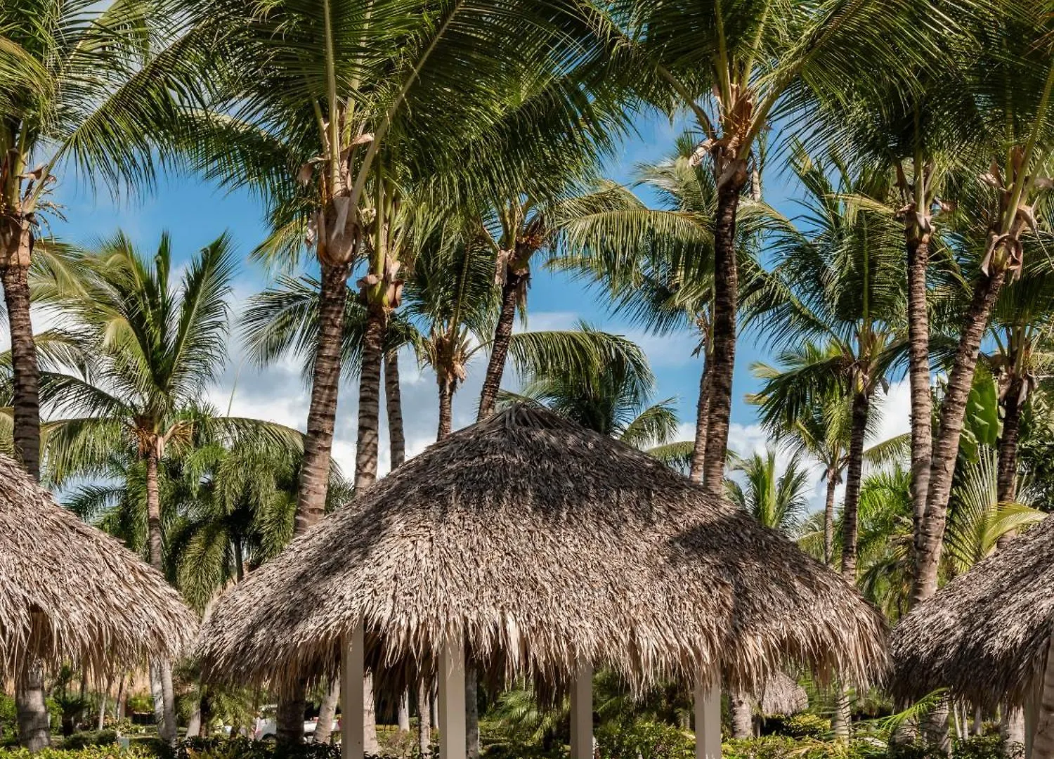 Zel Punta Cana